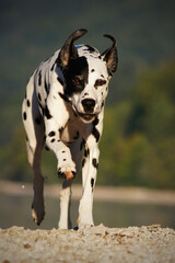 Fototapete bei efototapeten.de bestellen   