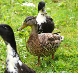 Enten in Hannover am Maschsee