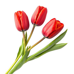 Red tulips close-up