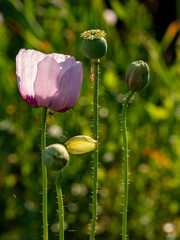 A vibrant red poppy flower stands tall in a lush garden, showcasing its delicate petals and...