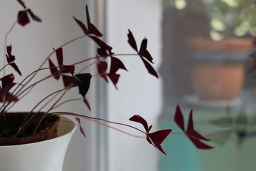 Close-up of delicate purple plant leaves in a bright indoor space with natural light in the...