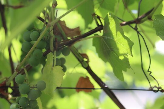 Fresh green grapes growing on a vine in a sunny vineyard during late summer