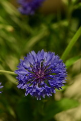 A detailed macro photograph of a vivid blue cornflower (Centaurea cyanus) in full bloom, isolated against a soft green background. 