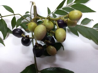 The fresh raw carry leaves are an indispensable part of Indian cuisine and Indian traditional...