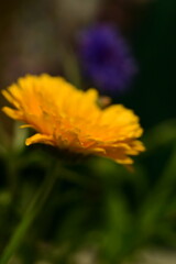 Close-up view of a vibrant yellow garden flower in full bloom. 