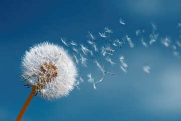 Obraz premium A fluffy dandelion seed head against a vibrant blue sky, with numerous seeds dispersed in a gentle breeze, creating a sense of lightness and freedom
