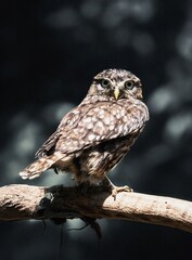 
portrait shot of a little owl