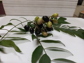 The fresh raw carry leaves are an indispensable part of Indian cuisine and Indian traditional...