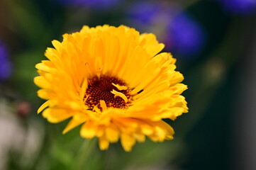 Obraz premium Close-up view of a vibrant yellow garden flower in full bloom. 