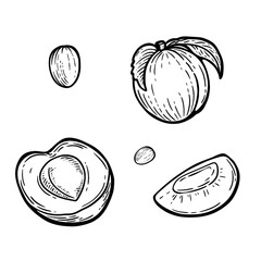 Apricot line art Hand drawn illustration for packaging TRANSPARENT BACKGROUND