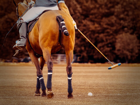 Male Polo Player During A Match - Powered by Adobe