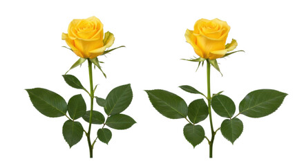 Obraz premium Two vibrant yellow roses with green leaves and stems isolated on transparent background