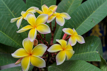 Obraz premium Plumeria flower close-up. Plumeria Frangipani in blossom. White tropical blossom with yellow center. Macro detail of fragrant petals. Exotic floral texture for nature and botanical stock photography