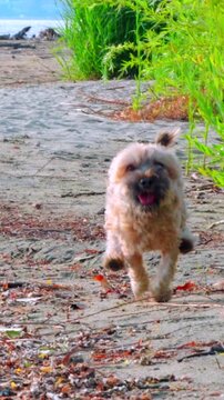 Slow motion Yorkie-poo small dog running sandy beach sunny day vertical