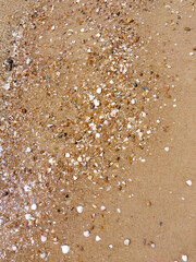 Many small shells on the beach.