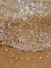 Many small shells on the beach.
