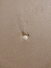 Lonely shell on the beach.