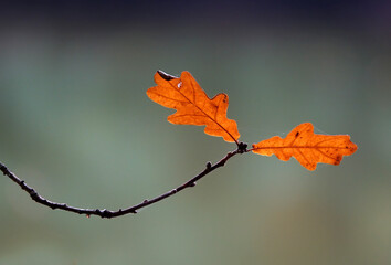 Eichenblätter im Herbst
