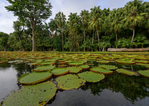  Pamplemousses, Mauritius - 25th June 2025 : A view of giant water lilies at the Sir Seewoosagur Ramgoolam Botanic Garden