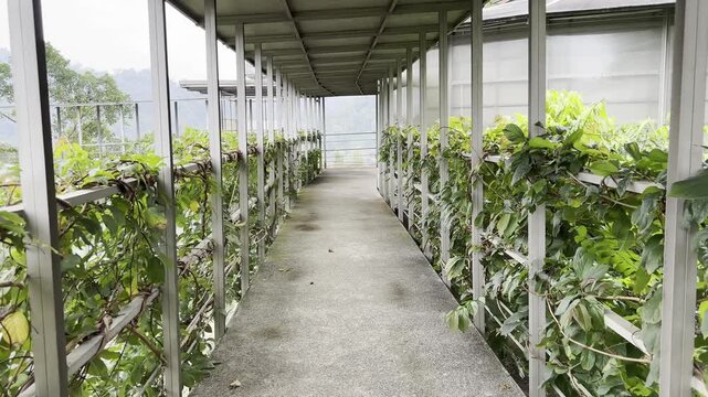 Walking in Row of Ivy Plants Corridor 