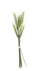 Fototapeta premium Many green wheat spikes isolated on white