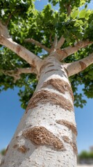 Fototapeta premium Massive black tree showcases vibrant yellow leaves under sunny skies in a forest setting captured from a wide-angle perspective