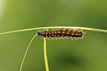 Raupe des Landkärtchens (Araschnia levana) an Grashalm
