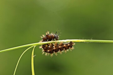 Raupe des Landkärtchens (Araschnia levana) an Grashalm
