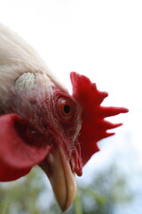 large portrait of white chicken searching for insects in grass