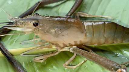 Closeup shows single light brown prawn with dark eyes resting on a green leaf