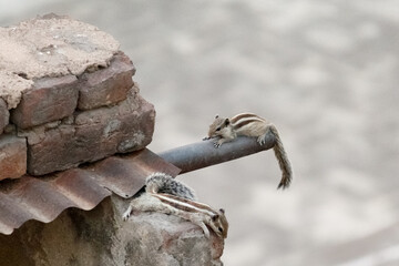 Adorable Squirrels Perched on Rusty Metal Roof