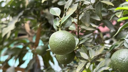 Fresh green citrus fruits hang amongst foliage of an outdoor citrus tree in sunlight