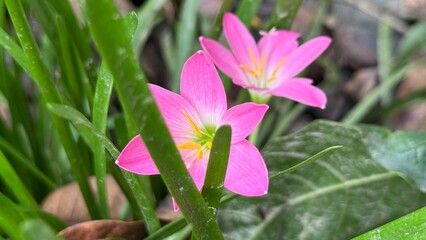 Two bright pink rain lilies exhibit vibrant yellow stamens amid lush green grass