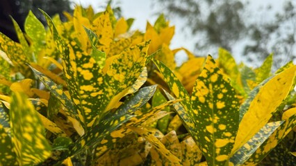 Vivid green foliage displaying bright yellow spots presents a vibrant spectacle in nature