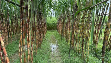 Brown sugarcane stalks thrive within the lush, tropical greenery forming a path on a farm