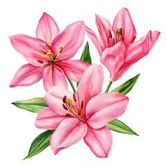 Pink lily flowers watercolor botanical illustration with green leaves for elegant floral designs and wedding invitations