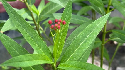 Unopened milkweed flower buds stand nestled among vibrant green leaves, awaiting their moment to...