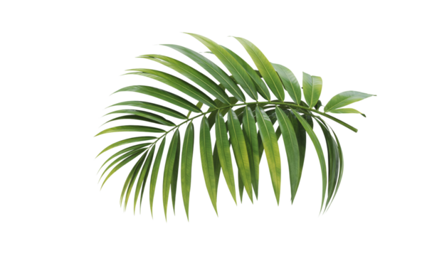 Vibrant Tropical Leaf A Stunning Close-Up of Green Palm Foliage for Design and Decor Projects