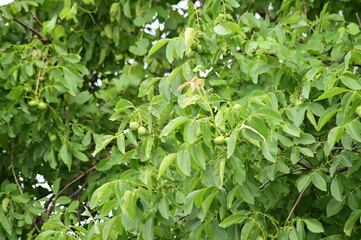 Obraz premium Walnut tree (Juglans regia) with clusters of green, ripening walnuts still enclosed in their husks.