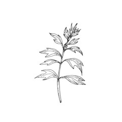 Motherwort branch. Vector illustrations hand drawn with ink and isolated on white background. Object for label design