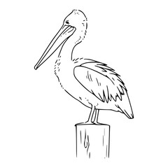coastal pelican sketch drawing