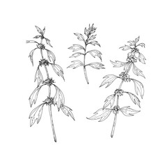 Motherwort branches set. Vector illustrations hand drawn with ink and isolated on white background. Objects for label design