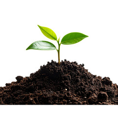  field of blooming sunflowers in sunshine isolated on transparent background overlay template