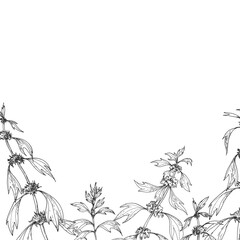Motherwort branches frame. Vector illustrations hand drawn with ink and isolated on white background. Template for label design