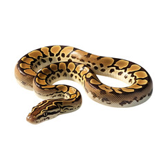 Obraz premium A ball python coiled on a black background displaying its distinctive pattern and smooth scales clearly