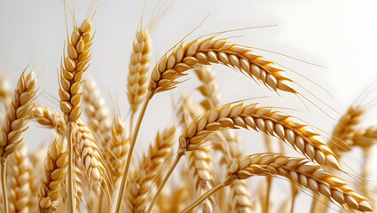 Wheat isolated on transparent background 
