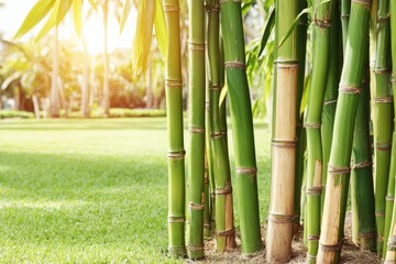 Obraz premium Lush bamboo grove in a sunny park