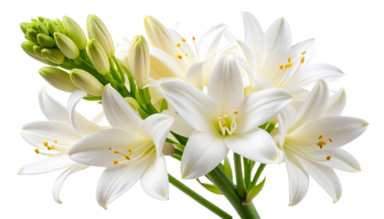  Close-Up of Tuberose Flower Cluster with Curved Stem and Buds, Artistic Angled Composition, Isolated