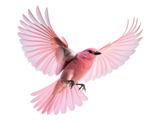 A - Elegant Pink Bird in Mid-Flight with Outstretched Wings, Isolated on Transparent Background.