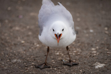 A seagull stands on sandy ground with its beak open, possibly calling or squawking, showing vivid...